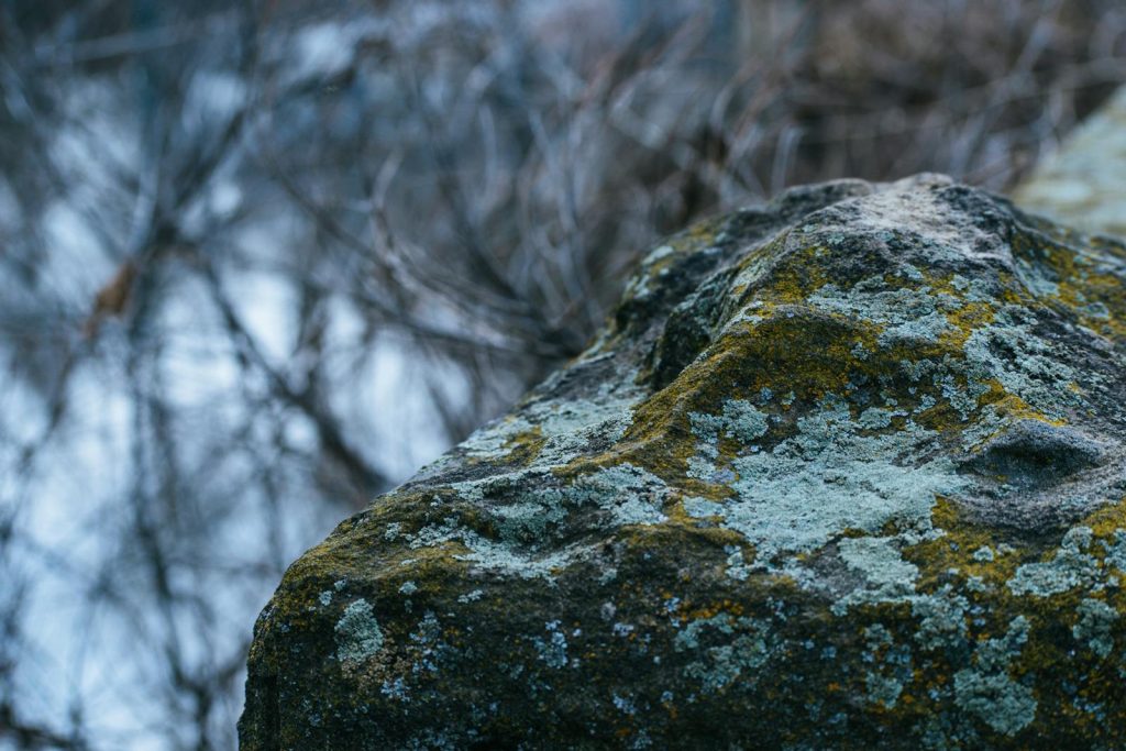 Gray Concrete Stone With Green Mold